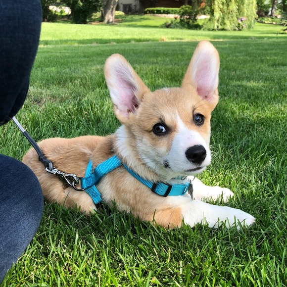 LIKE FOR SALE UPDATES!! - Picture 2 of 3